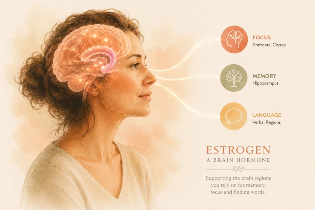 Estrogen acts as a brain hormone supporting memory and focus
